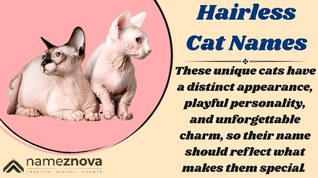 Hairless Cat Names