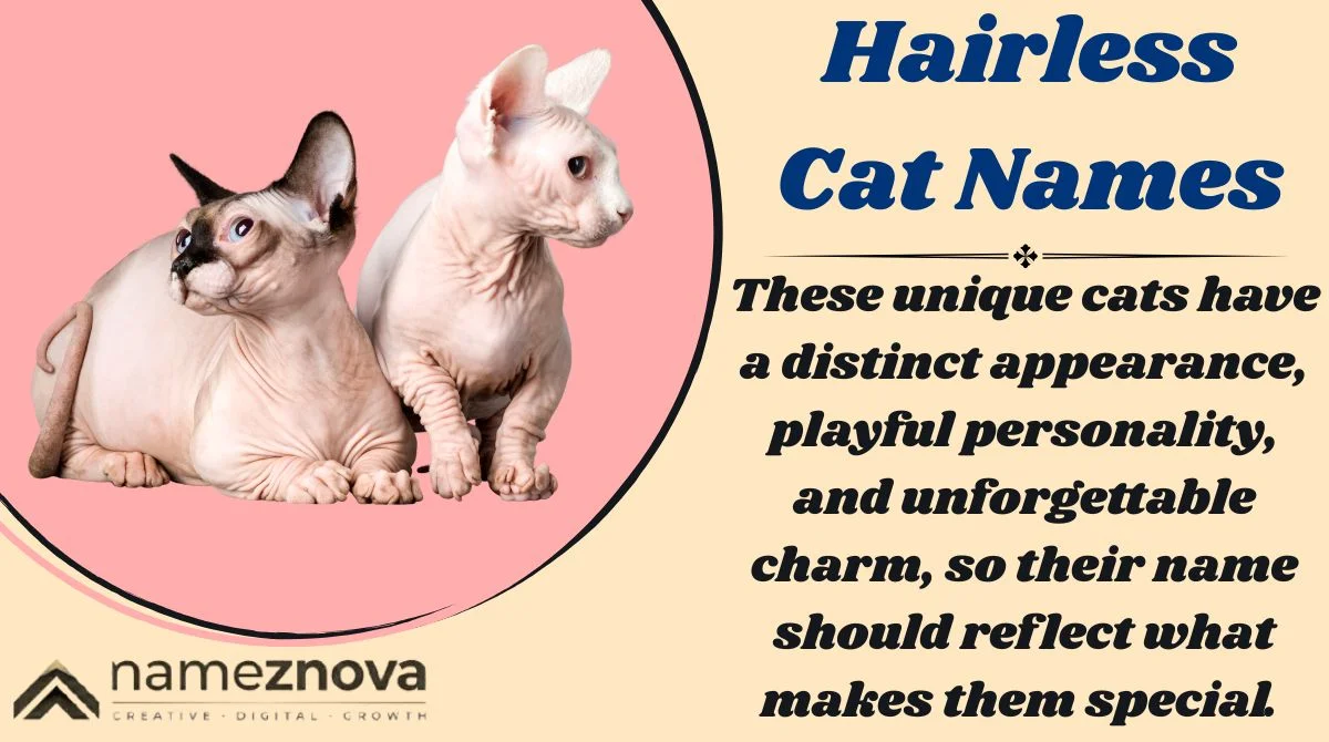 Hairless Cat Names