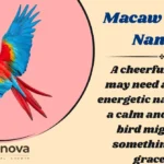 Macaw Parrot Names