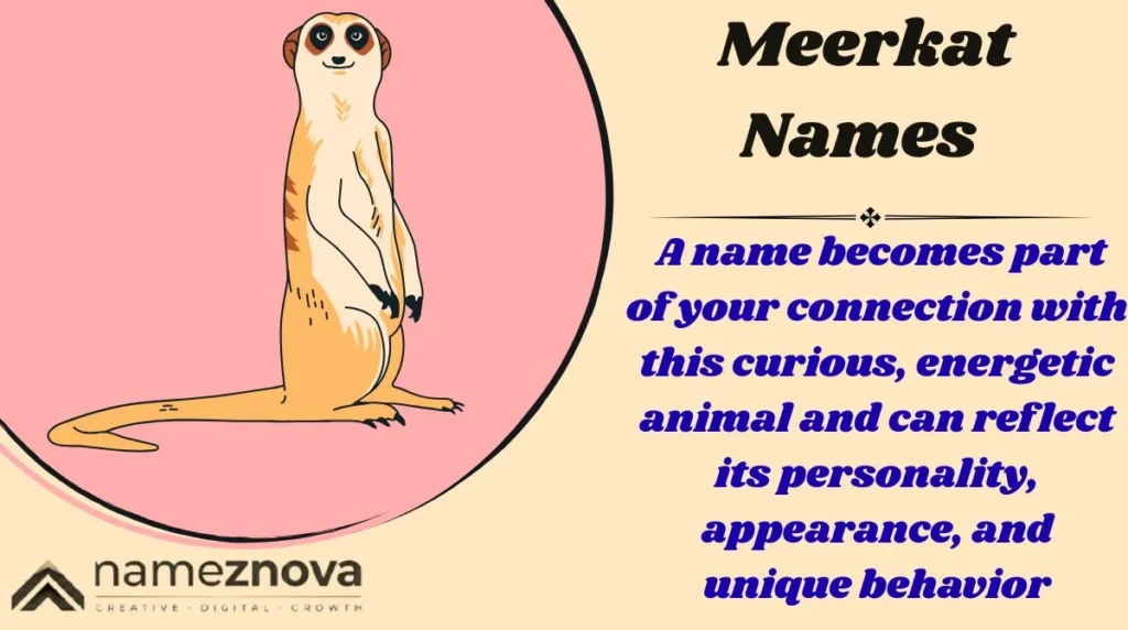 Meerkat Names