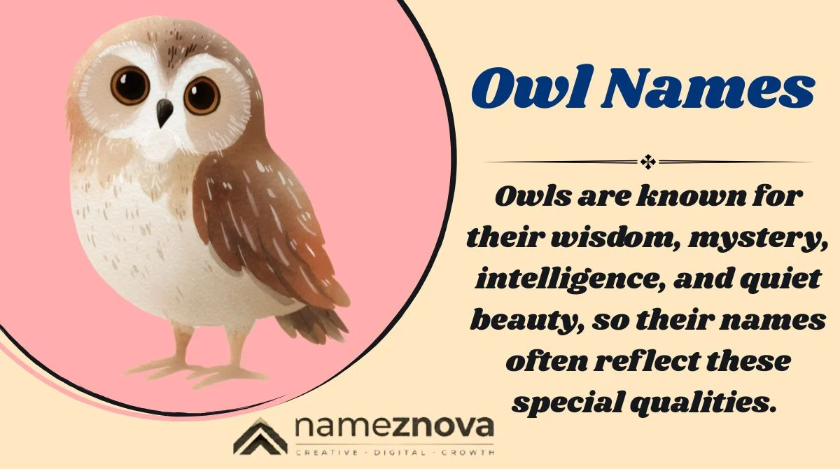 Owl Names