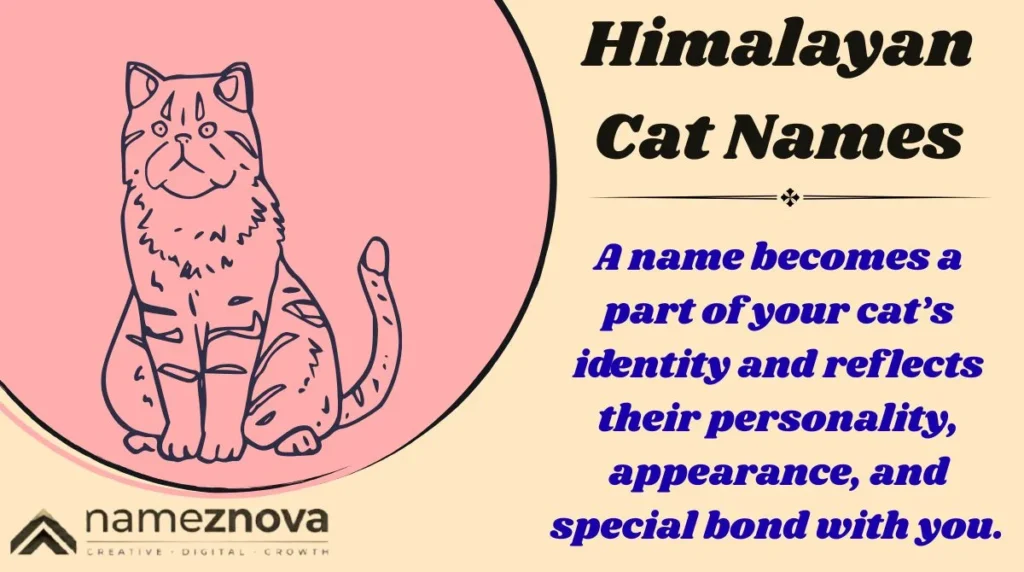 Himalayan Cat Names
