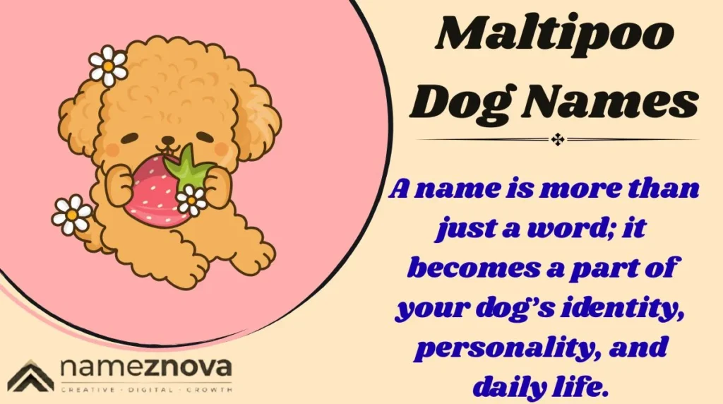 Maltipoo Dog Names