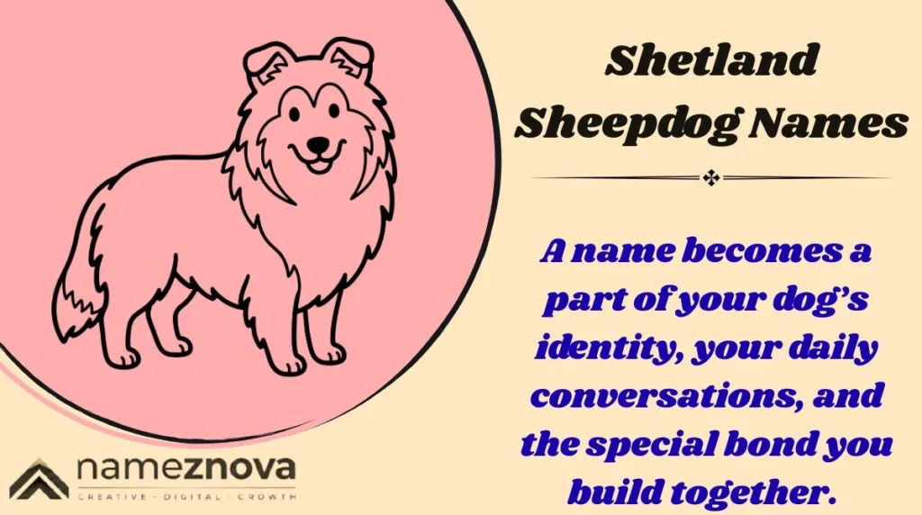 Shetland Sheepdog Names