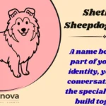 Shetland Sheepdog Names