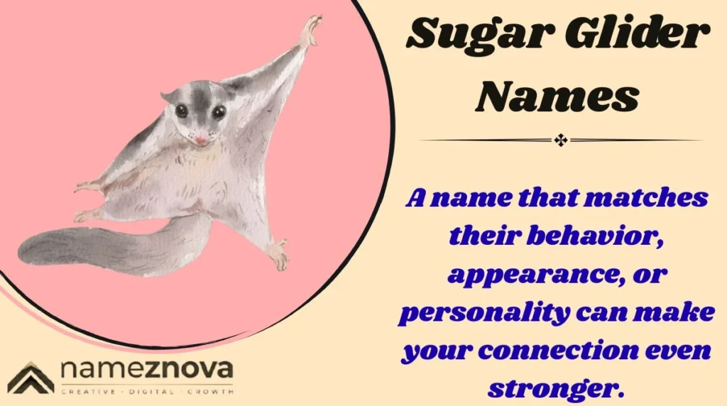 Sugar Glider Names