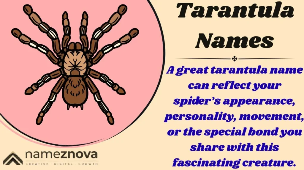 Tarantula Names
