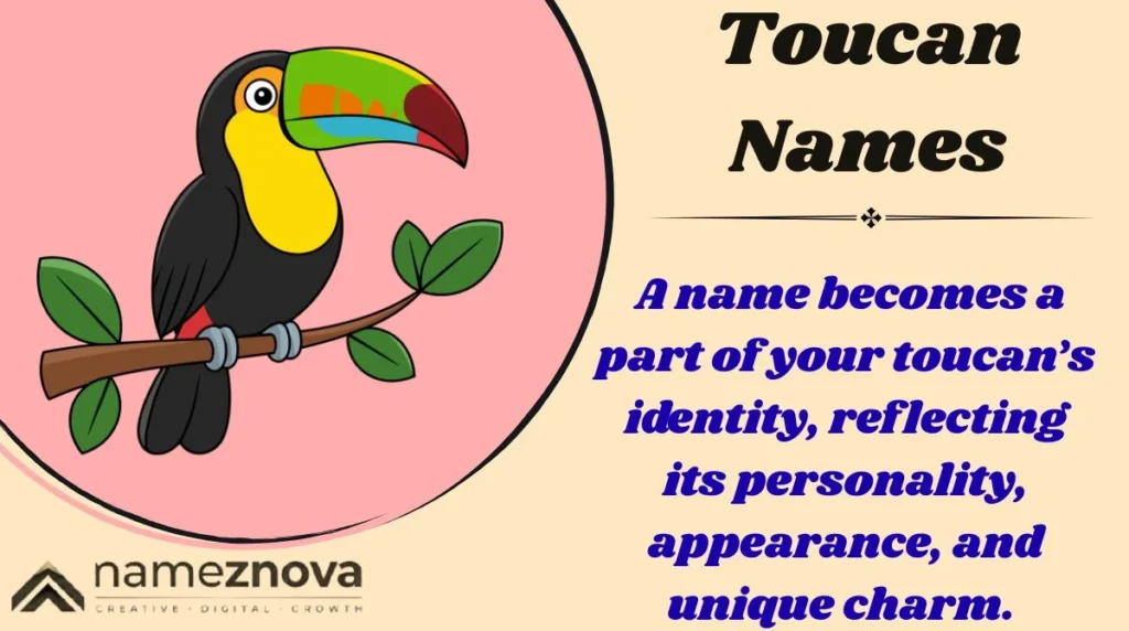 Toucan Names