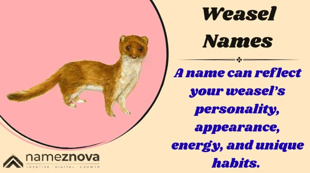 Weasel Names