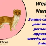 Weasel Names