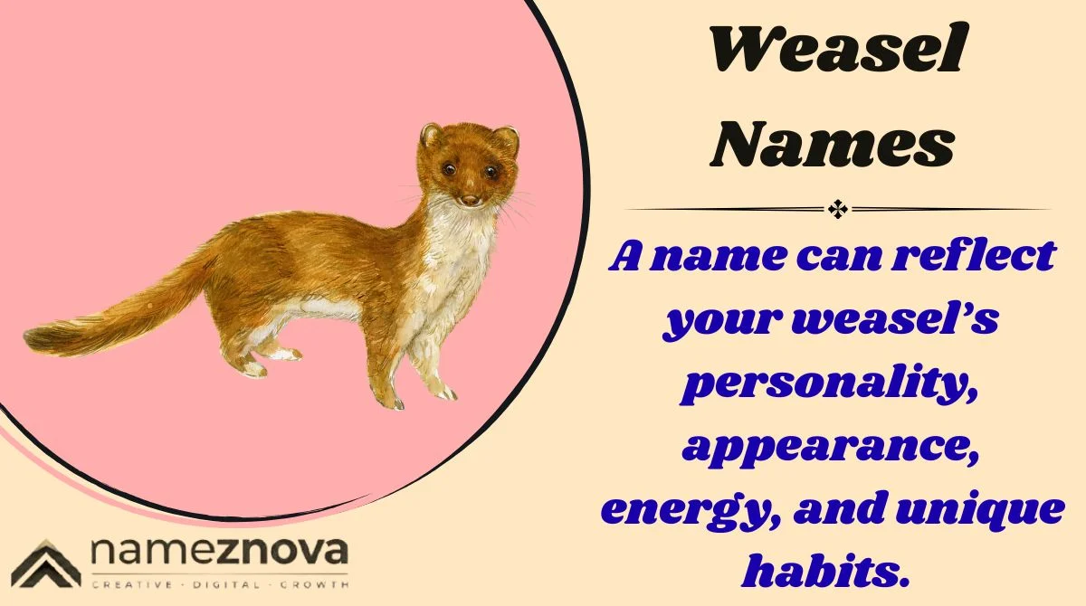 Weasel Names
